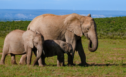 Das Addo Elephant National Park​