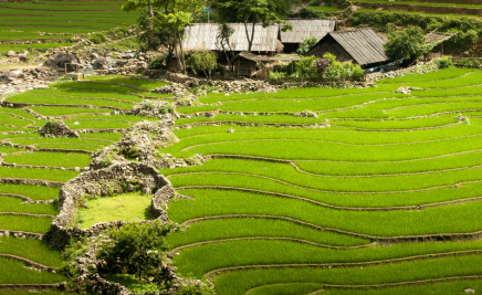 Die Reisterrassen von Sapa​