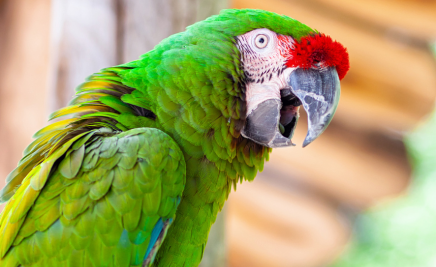Dominikanische Republik Papagei