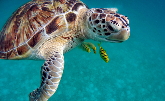 Schildkröte Malediven
