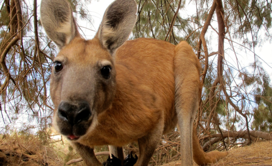 Entdeckerreise Australien Känguru