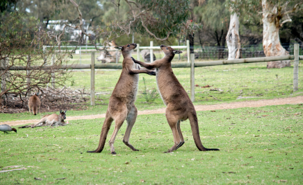 Kangaroo Island​