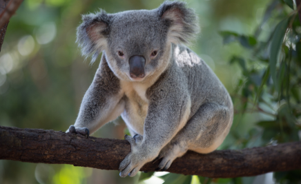 Koala