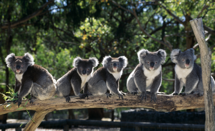 Koalas auf Baumstamm