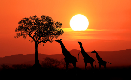Sonnenuntergang Giraffen