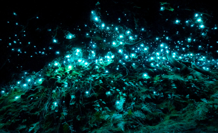 Waytomo Glowworm Caves