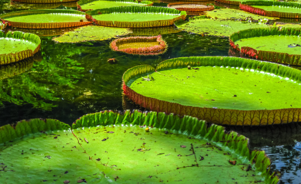 grüne Landschaft, Natur